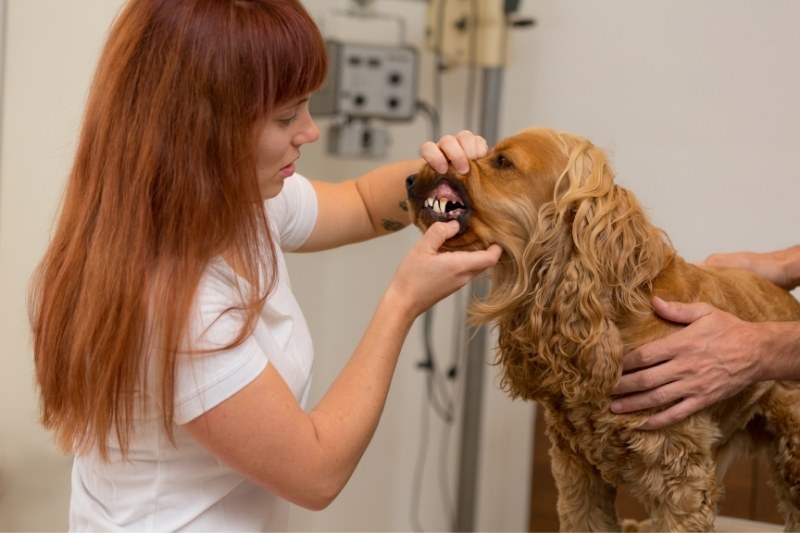 Le détartrage des dents chez le chien : tout ce qu’il faut savoir