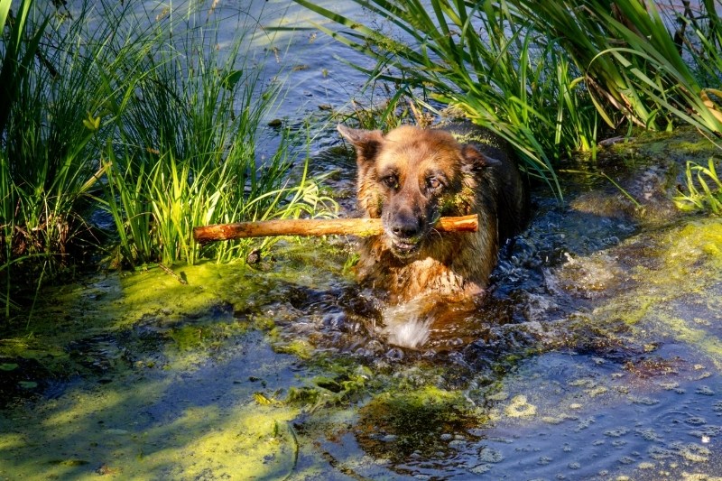 do german shepherds like to swim