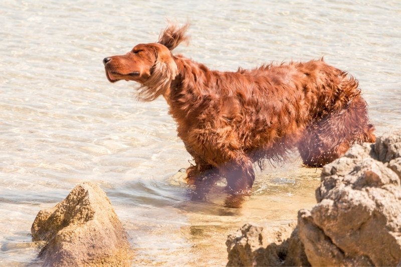 dogs that like water