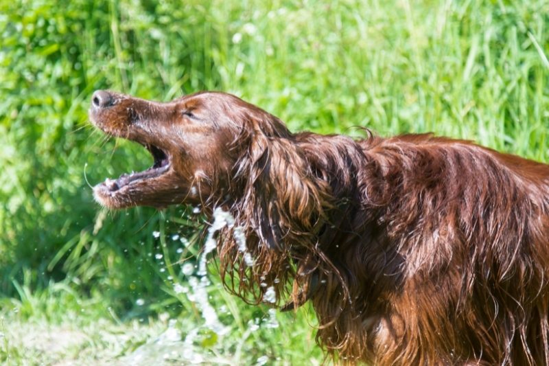irish setter water