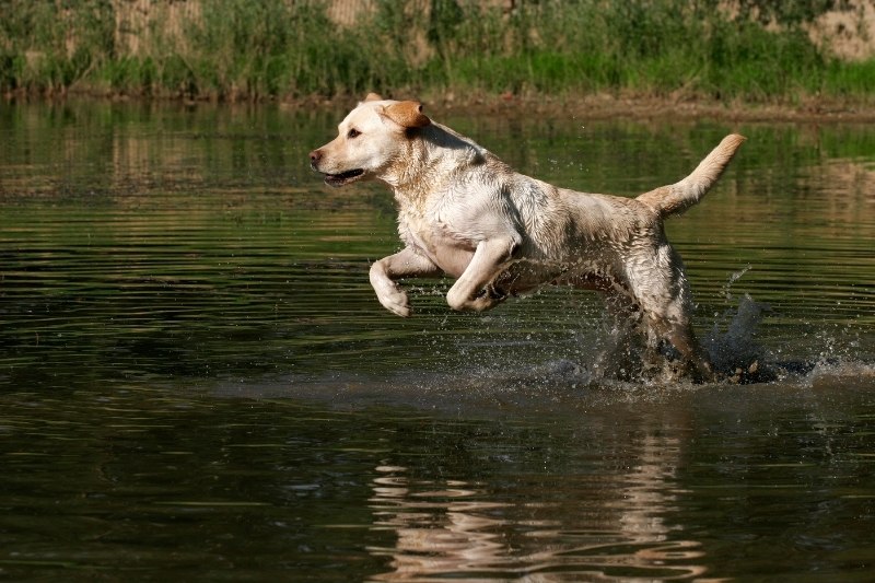 labrador eau