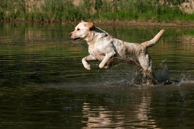 labrador water dog
