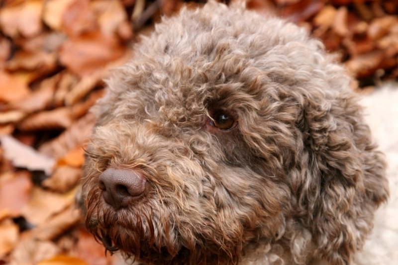 lagotto romagnolo does it like water