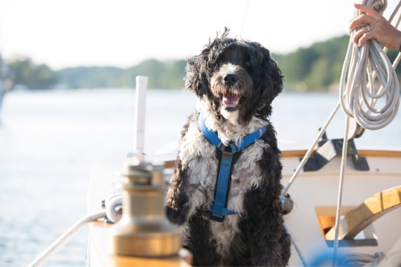 portuguese water dog water