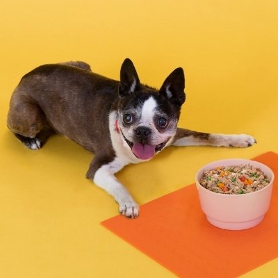 a pup above fresh food