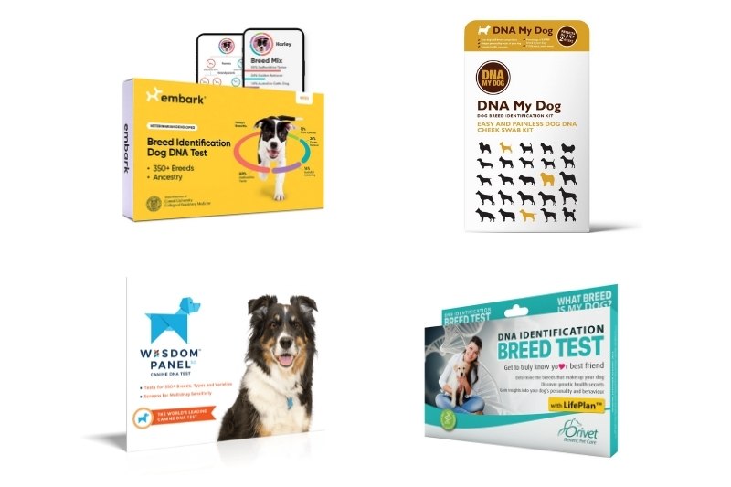 Does A Dog Dna Test Tell Age