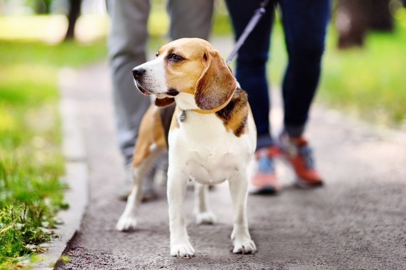 dog harness vs collar