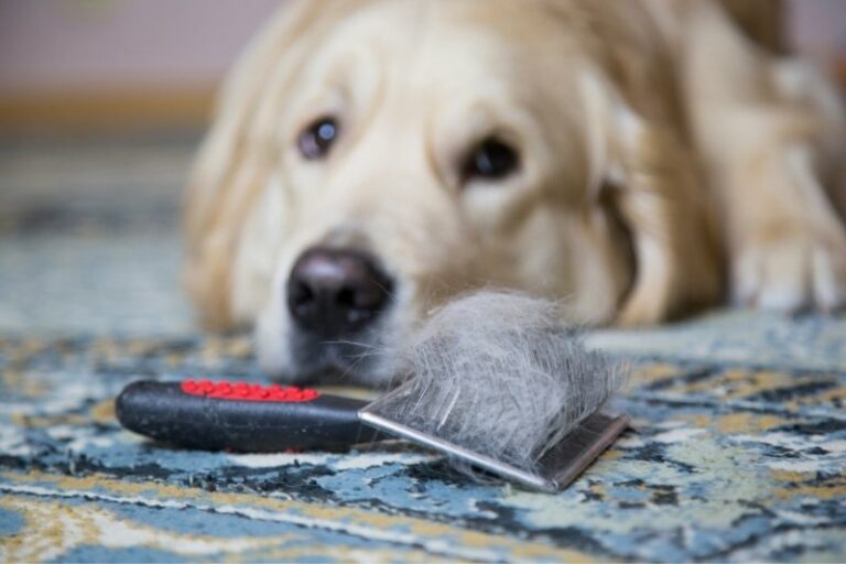 Dog shedding : why and how to reduce it?