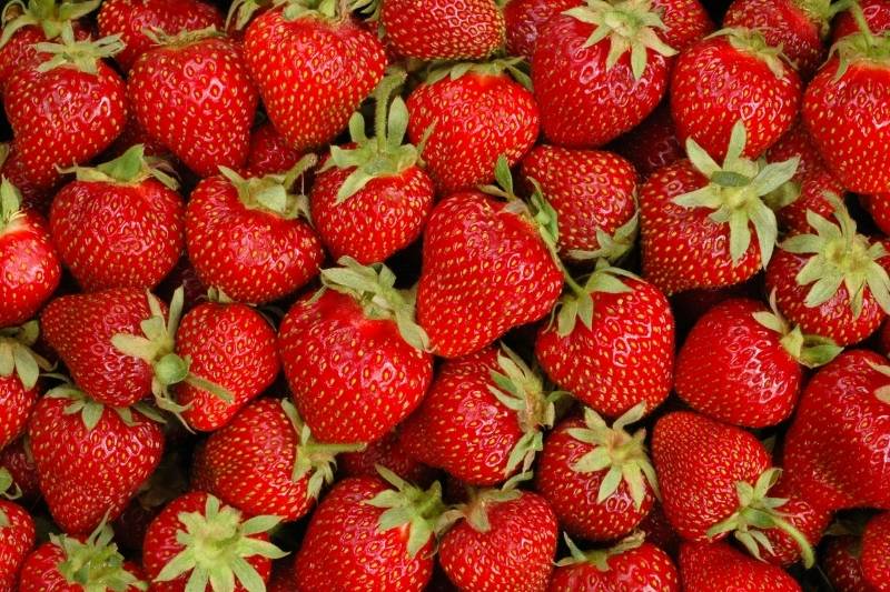 fresas perro