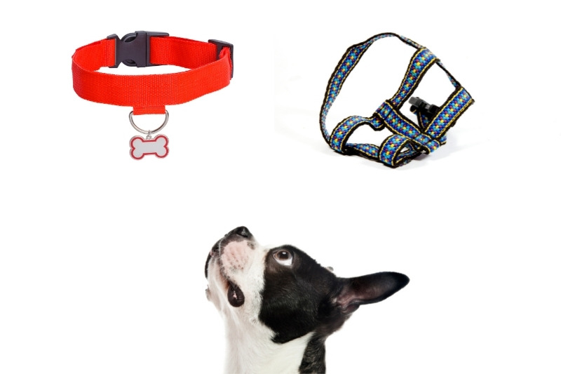 Harness vs Dog collar: which one should you use?