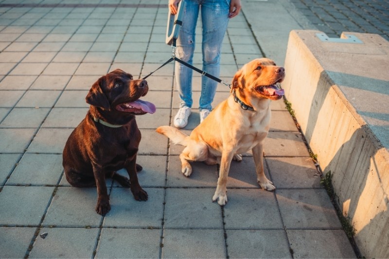 7 tips to walk two dogs at once