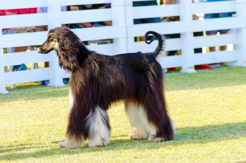 afghan hound big dog
