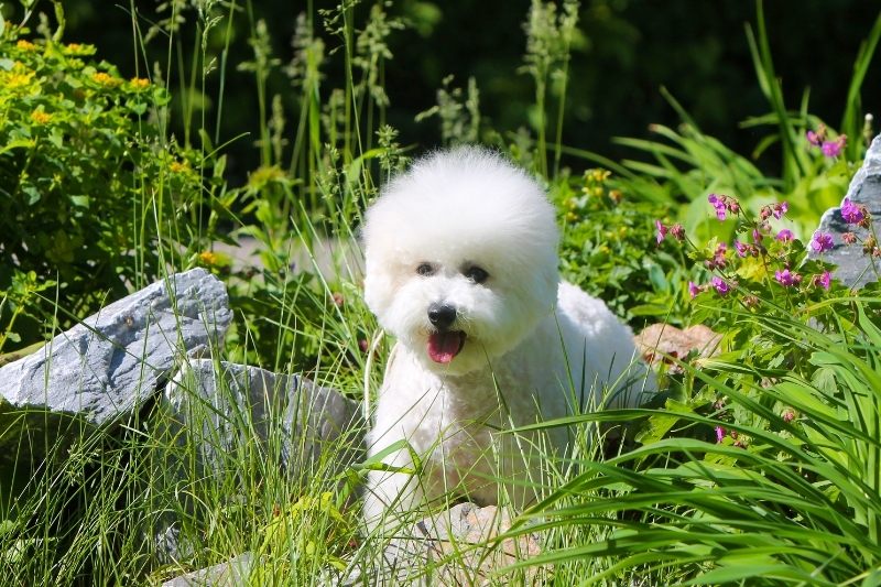 bichon frise photo