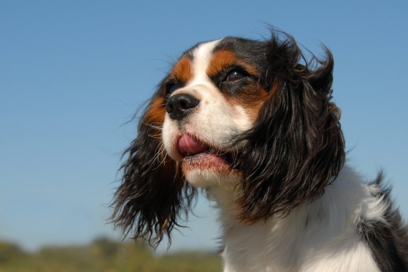 cavalier king charles spaniel calm dog