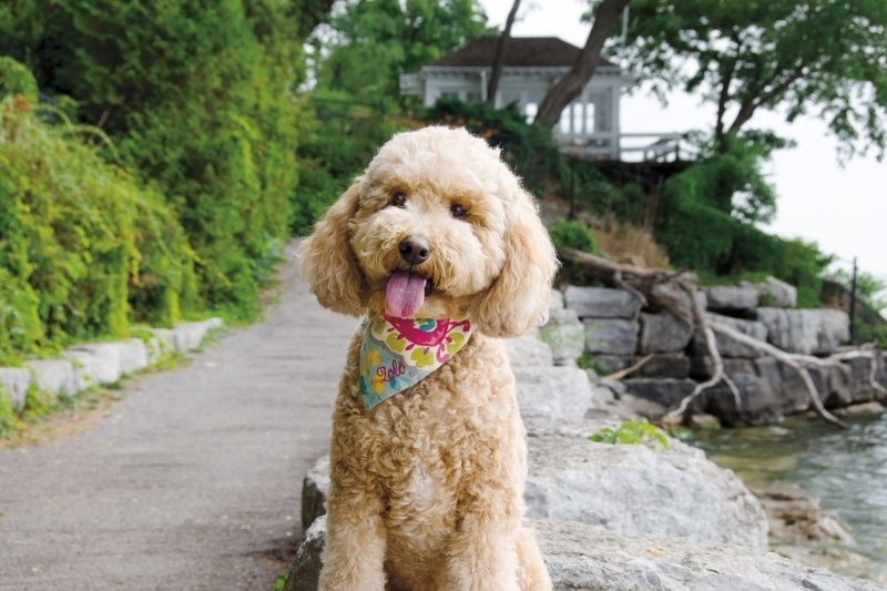 cockapoo calm dog