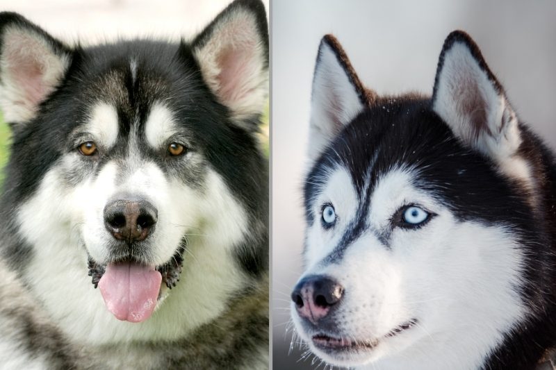 difference between husky and malamute