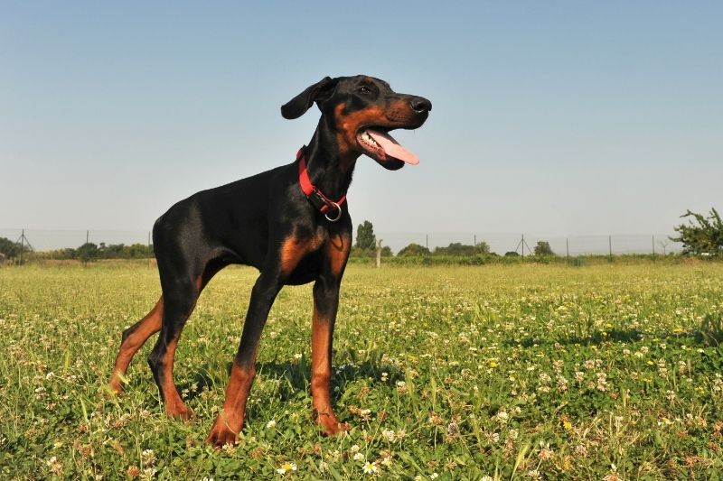 doberman on grass