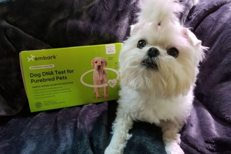 Embark DNA Test: We Tried It, Here’s Our Review!