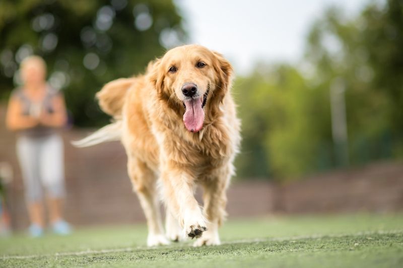 golden retriever large dog