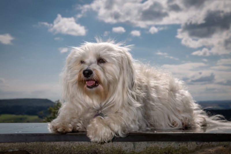 havanese dog calm