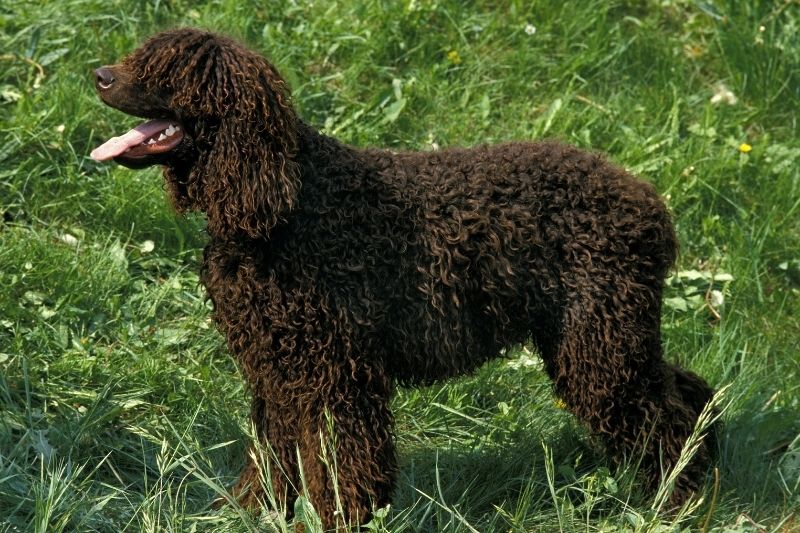 irish water spaniel big dog breed