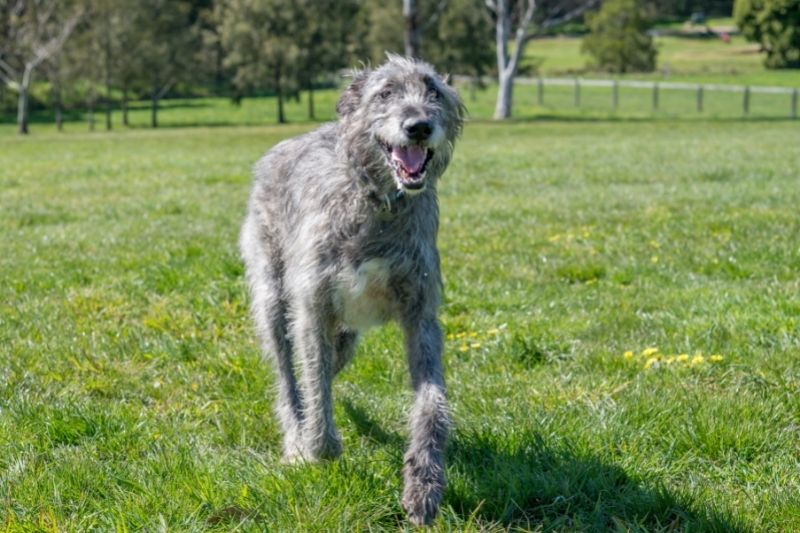 irish wolfhound running
