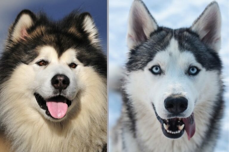 Malamute vs Husky: know the differences between these breeds