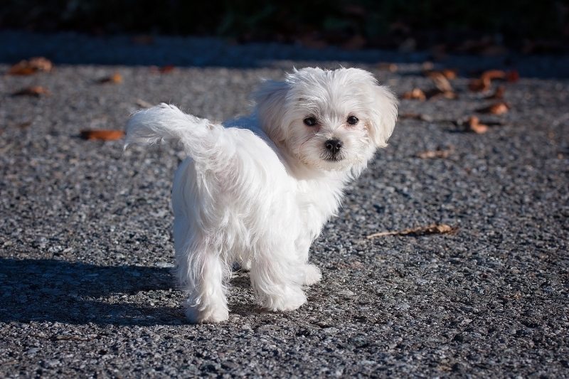 maltese looking at camera