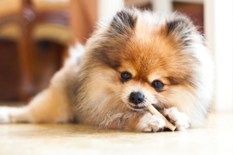 pomeranian small breed calm