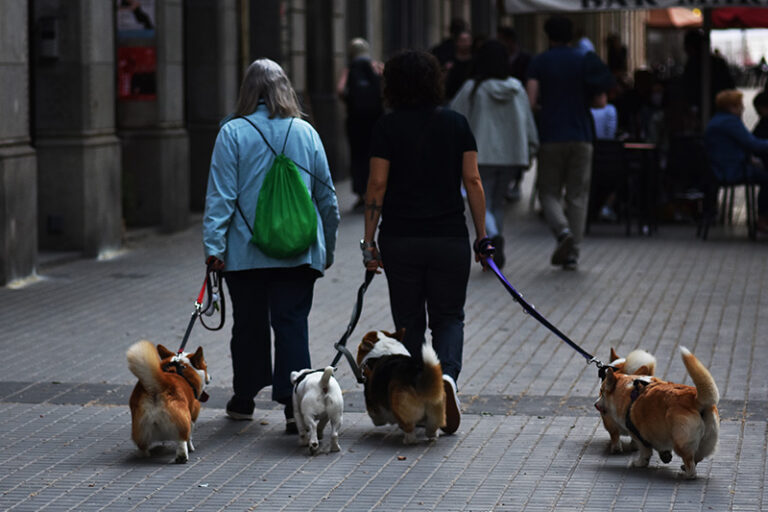 5 cosas que puedes hacer en Barcelona con tu perro