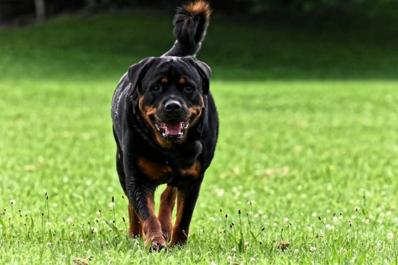 rottweiler walking