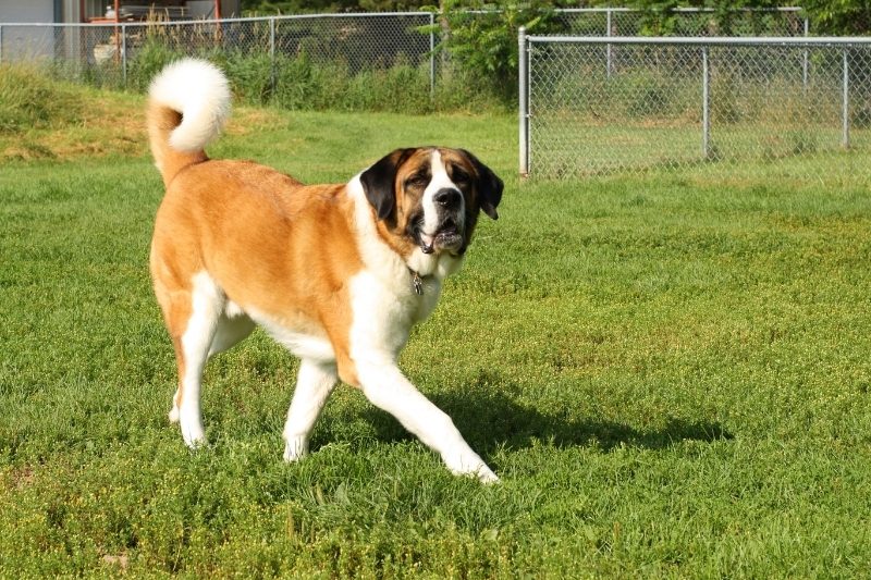 saint bernard large dog