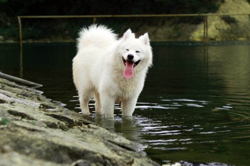 samoyed big dog