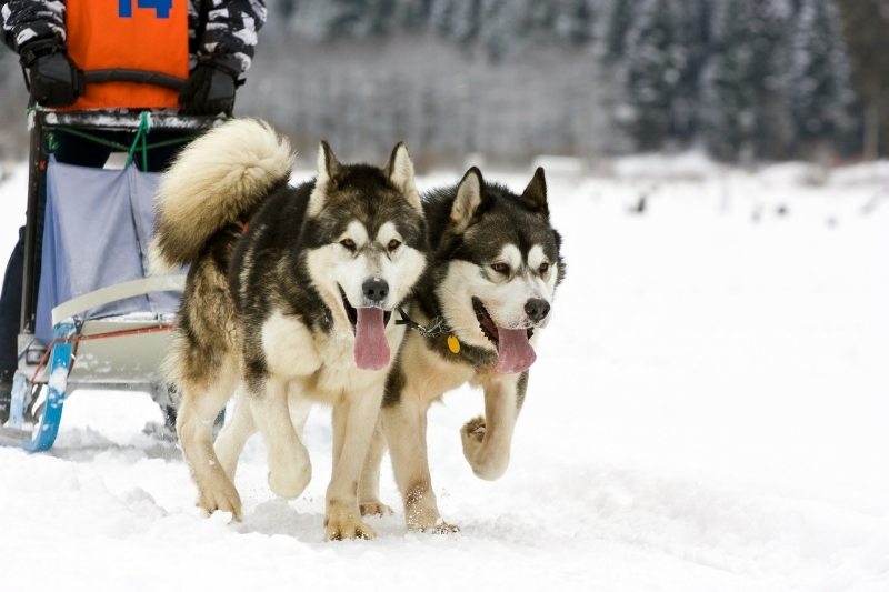 alaskan malamute pulling sled