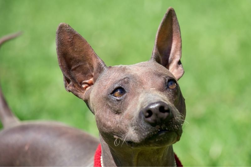 american hairless terrier eyes