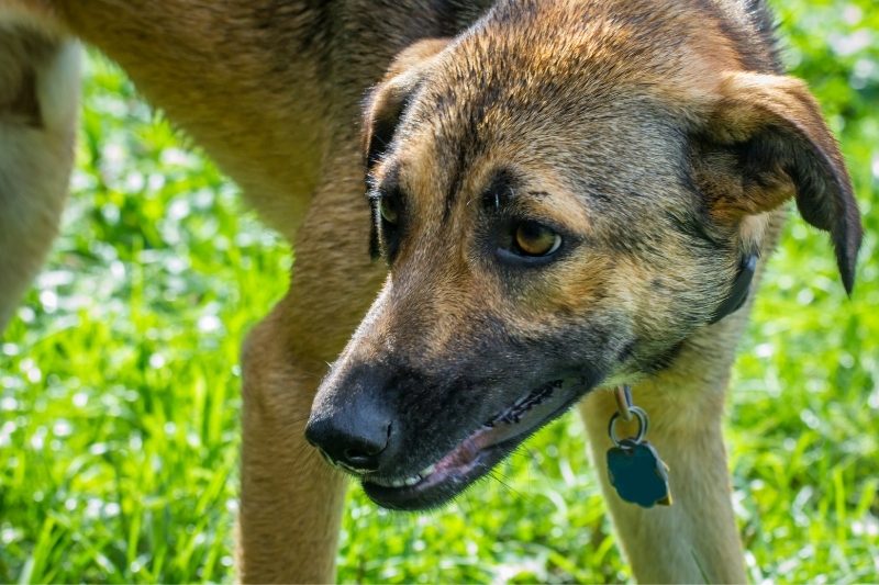 anatolian shepherd amber eyes