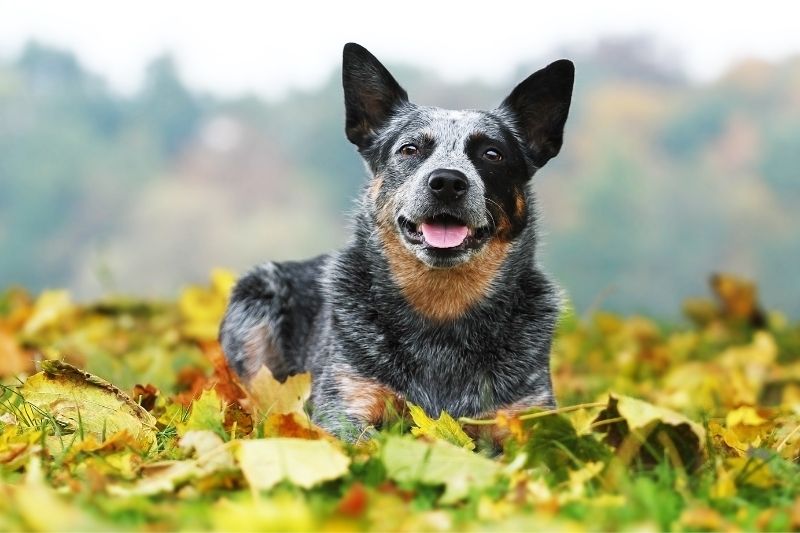 australian cattle dog smile