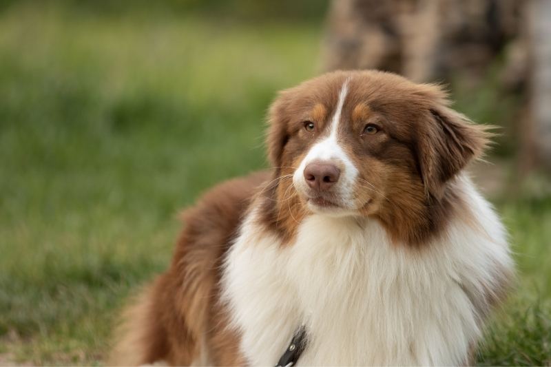 australian shepherd dogs with amber eyes