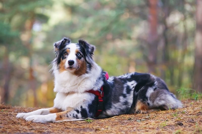 australian shepherd three colors