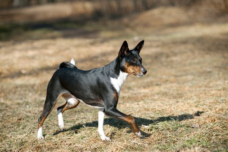 basenji black brown white