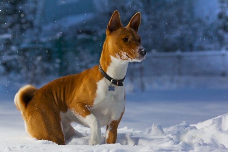 basenji dans la neige