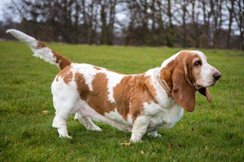basset hound on grass