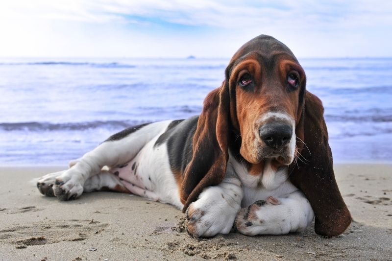 basset hound tricolor