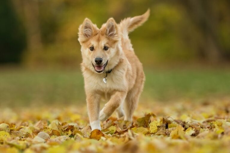 8 races de chiens qui ressemblent à des renards