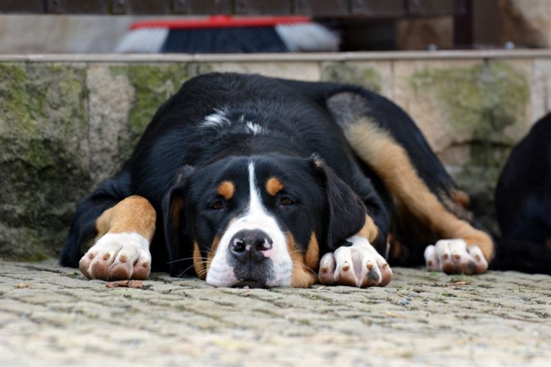 bernese mountain dog three colors