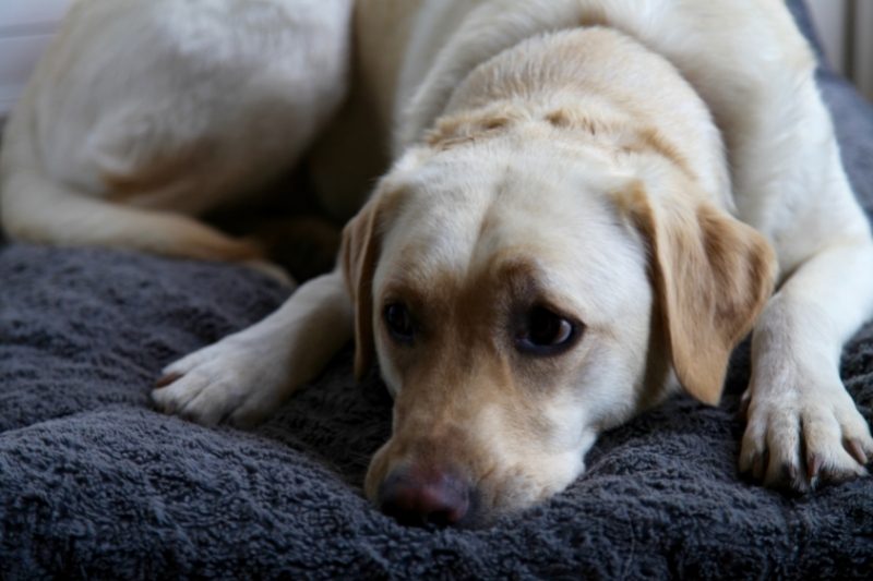 The 5 best dog beds for Labs