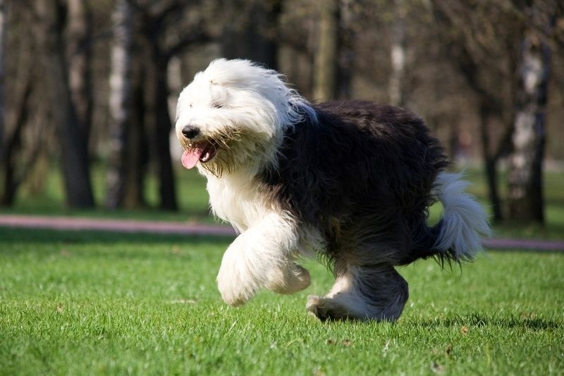 bobtail lista de perros grandes