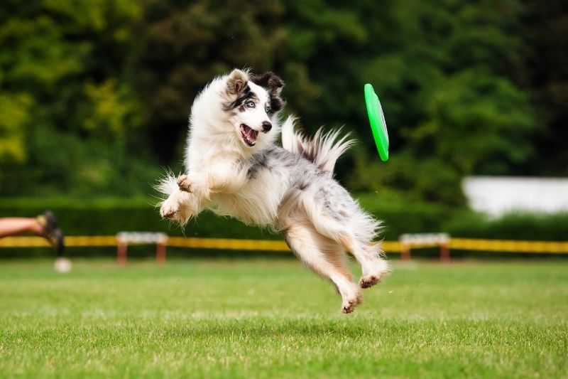 border collie corriendo y saltando