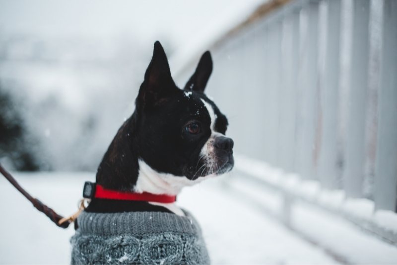 boston terrier with snow