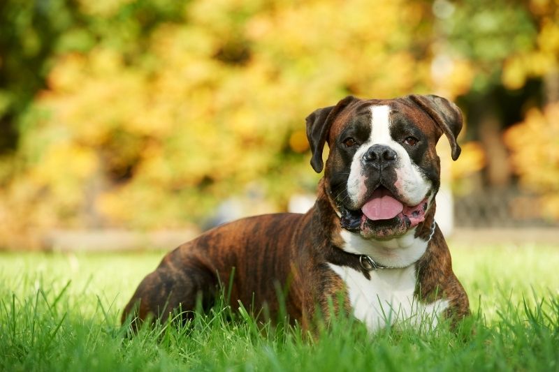 boxer marrón negro blanco